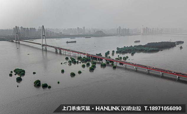 暴雨過后，蚊蟲鼠害帶來的問題影響